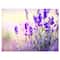 Designart - Purple Lavender Field - Floral Photography Canvas Art Print